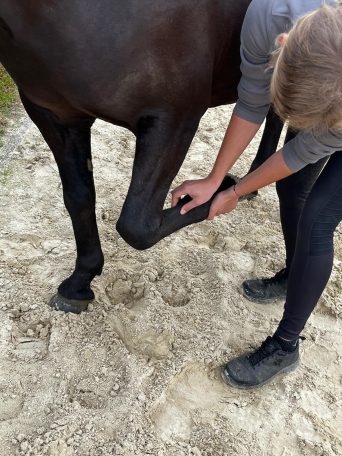 So erkennst du Blockaden bei deinem Pferd